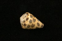 藏品(斑芋螺)的圖片